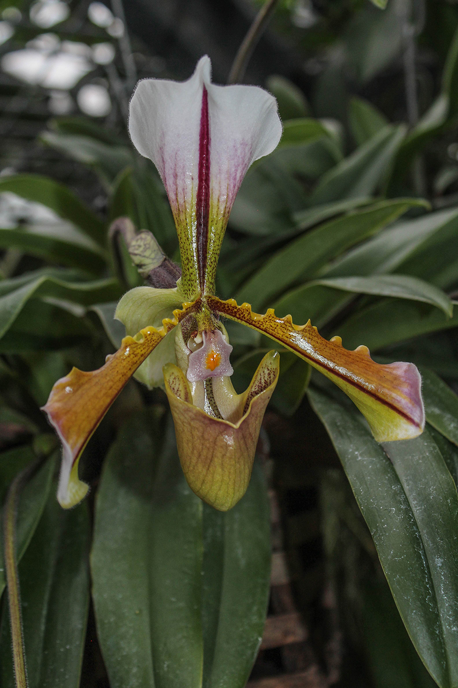 Orchidee in der Wilhelma. (Foto: Wilhelma Stuttgart) 