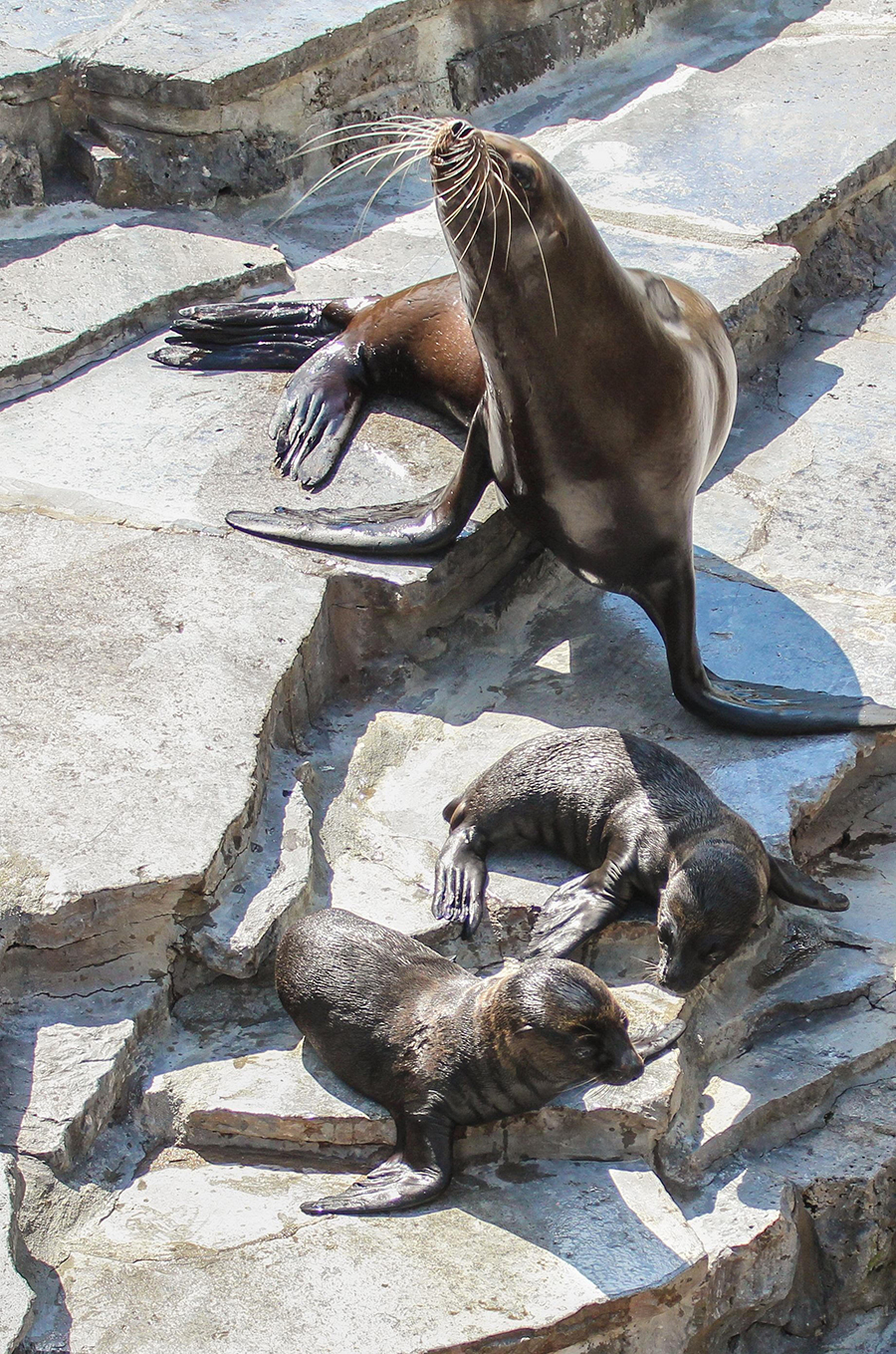 Seelöwen in der Wilhelma. (Foto: Wilhelma Stuttgart)