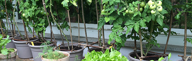 Urban Gardening: Ernten, Essen, Erleben - STUGGI.TV