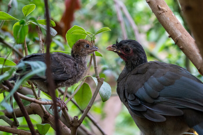 Herbstliche Kükenparade in der Wilhelma