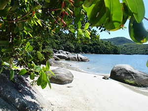 Jasmin in Sao Paulo, Brasilien