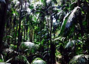 STUGGI.TV Zuschauer wollen Cro im Dschungelcamp sehen