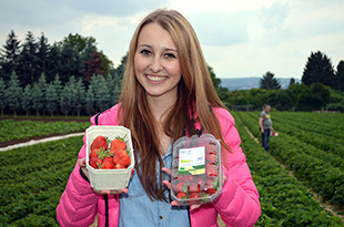 Wo gibt es die besten Erdbeeren?