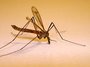 Unbeliebte Gäste - Mücken und Co.