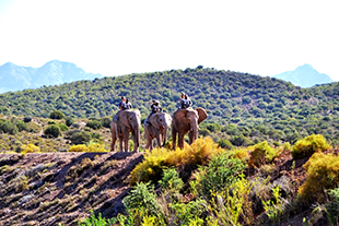 Freunde im Gepäck: Lenas Reise nach Südafrika