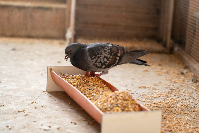 Stadttauben-Projekt Stuttgart: Tierschutz statt Bekämpfung