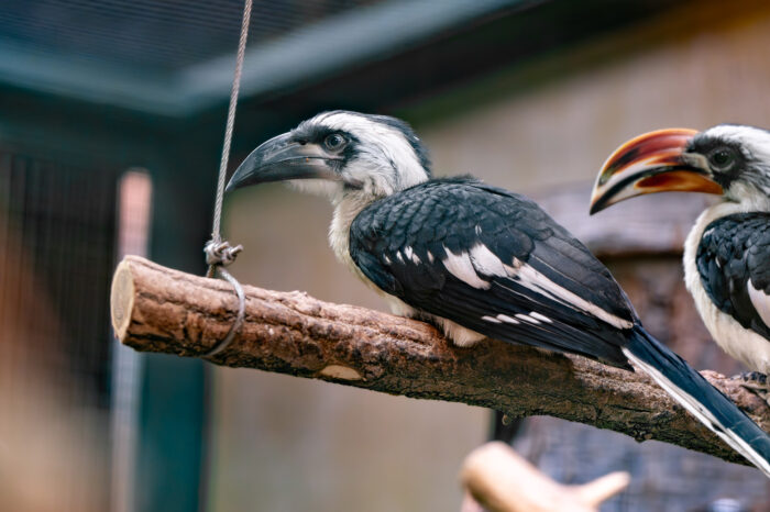 Neuer Mitbewohner in der Afrika-WG