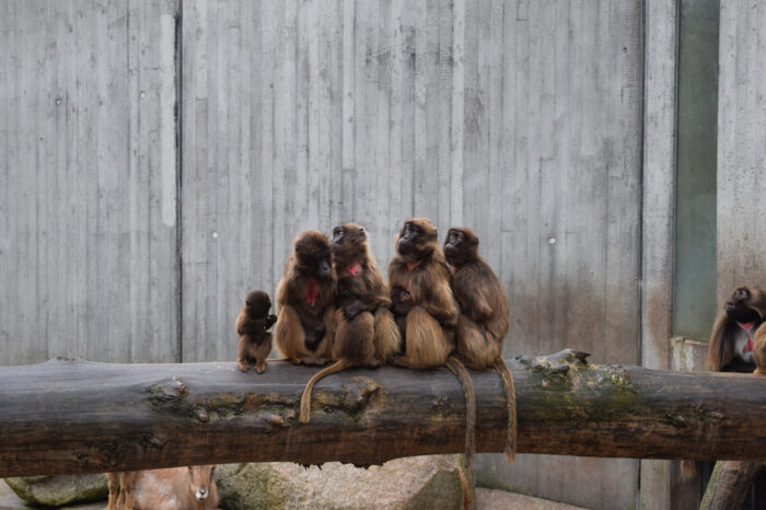 Eine Million für den Artenschutz