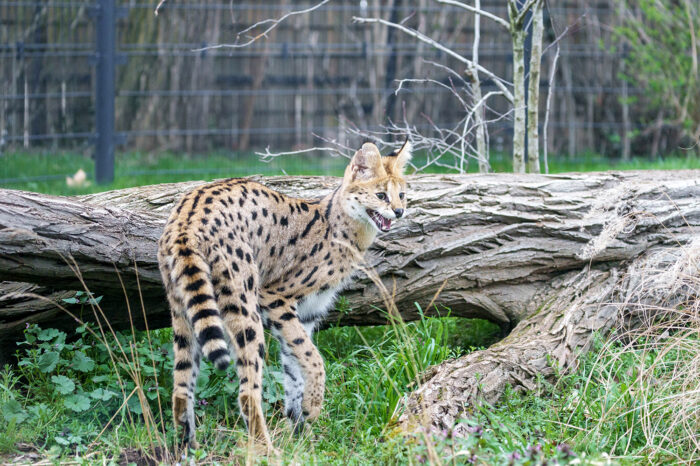 Fotogalerie: Afrikanische Kleinkatzen bekommen modernes Zuhause