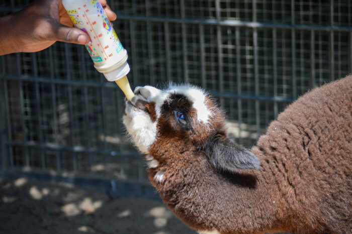 Alpaka-Fohlen geboren: Dreifache Freude in der Wilhelma