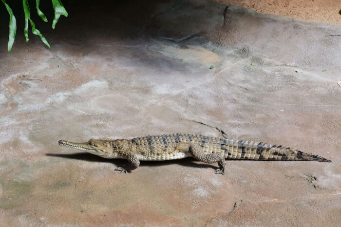 Neues Australienkrokodil in der Wilhelma: Geschlecht noch unbekannt