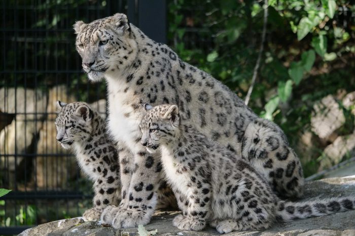 Besucherzuwachs: 1,6 Millionen Menschen strömen in die Wilhelma
