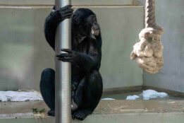 Bonobo-Neuzugang Congo lebt sich im Menschenaffenhaus ein und ist inzwischen auch für die Wilhelma-Gäste zu sehen. (Foto: Wilhelma Stuttgart)