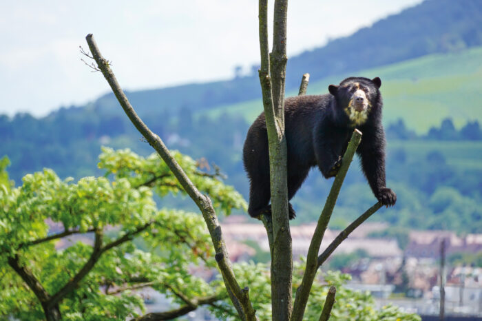 Wandkalender der Wilhelma besticht mit ungewöhnlichen Motiven
