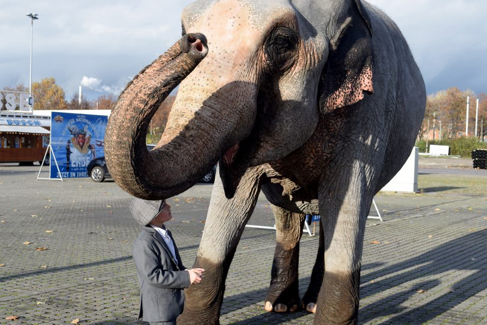 Alfons und Elefantenkuh Carla vom Circus Carl Busch auf dem Cannstatter Wasen. Foto: Plapp/STUGGI.TV
