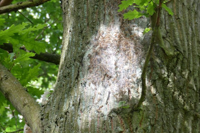 Stuttgart will Eichenprozessionsspinner bekämpfen - mit einer Ausnahme