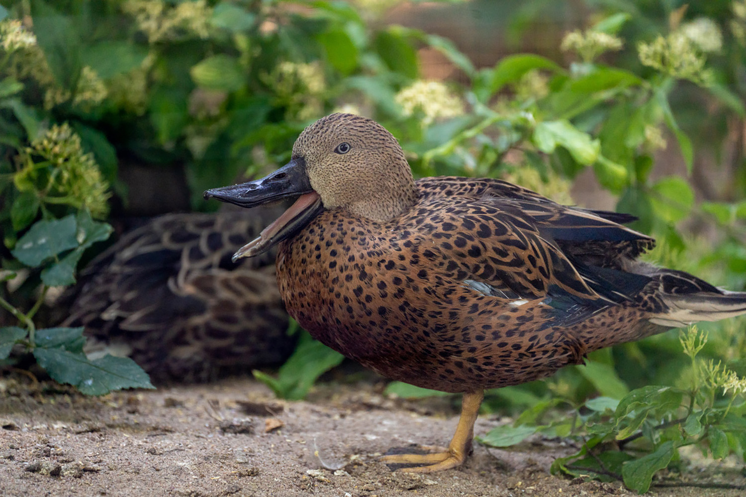 Das Gefieder der Erpel ist rotbraun gefärbt und gleichmäßig schwarz gesprenkelt. (Foto: Wilhelma Stuttgart)