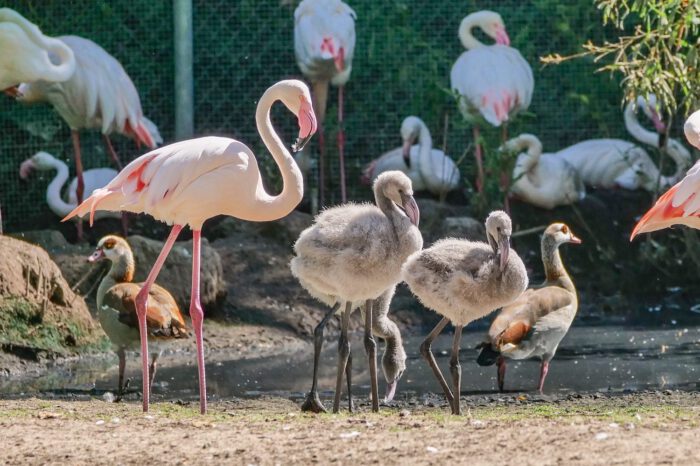 Fotogalerie: Flauschiger Flamingo-Nachwuchs in der Wilhelma