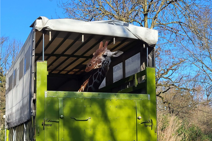 Hallo Lindani! Neue Giraffe in der Wilhelma