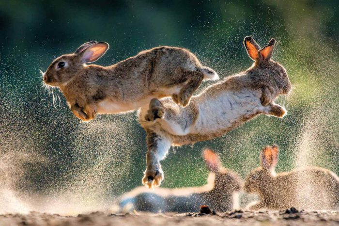 "Eins mit der Natur": Wenn die Hasen durchs Kulturinstitut fliegen