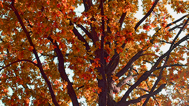 Ode an den Herbst: Warum der Herbst die schönste Jahreszeit ever ist. Foto: STUGGI.TV