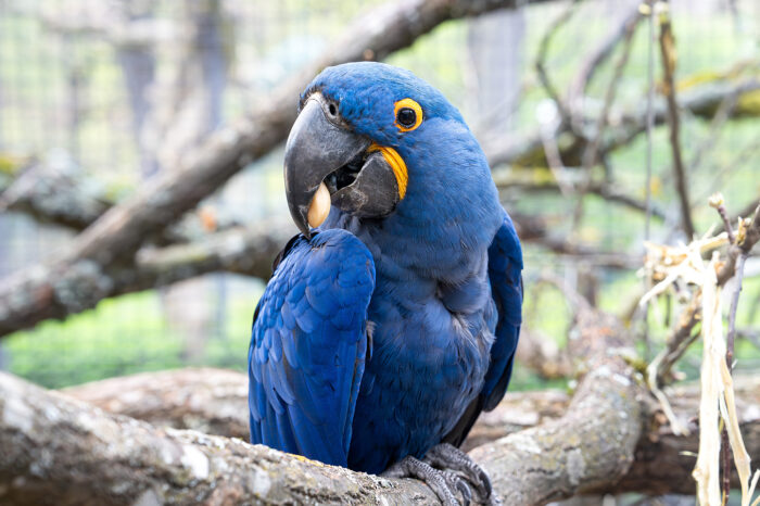 Neue Vogelarten in der Wilhelma