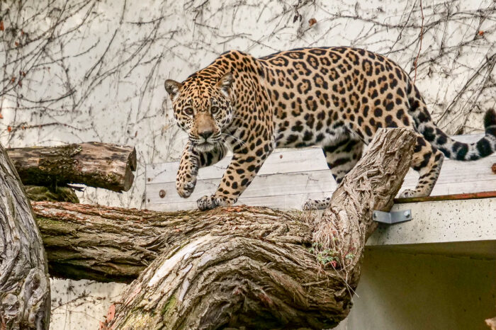 Fotogalerie: Neuzugang Milagro macht das Außengehege in der Wilhelma unsicher