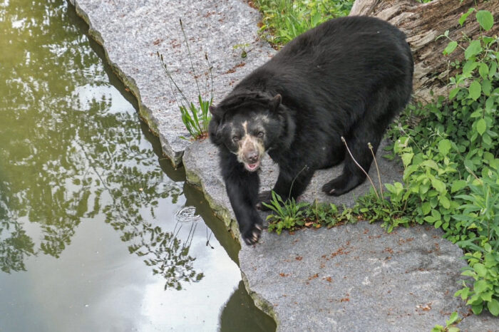 Fotogalerie: Zwei Brillenbären in Wilhelma eingezogen