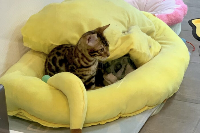 Katzencafé in Stuttgart-West: Das "Happy Cats Café and Trattoria" im Check