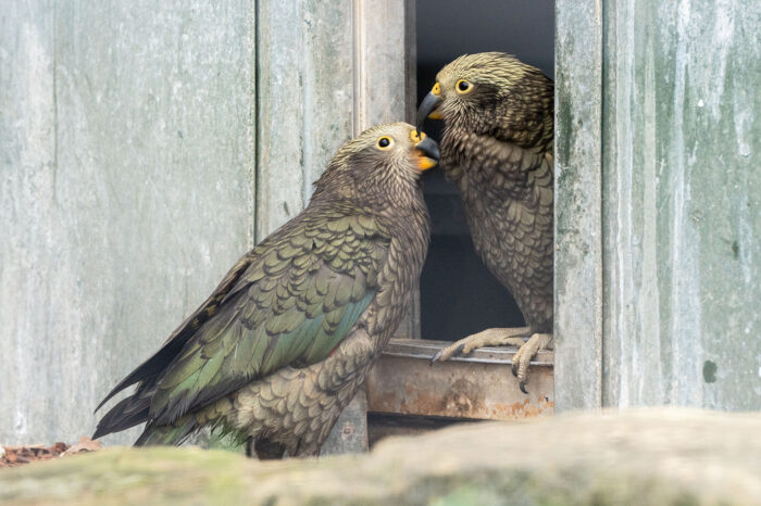 Keas sind geschlüpft: Drei weitere lustige Vögel für die Wilhelma