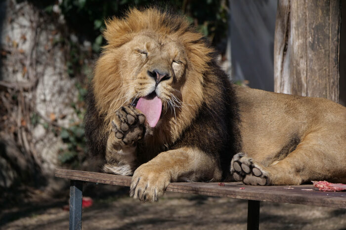 Stuttgarter Wilhelma öffnet wieder ab Mittwoch