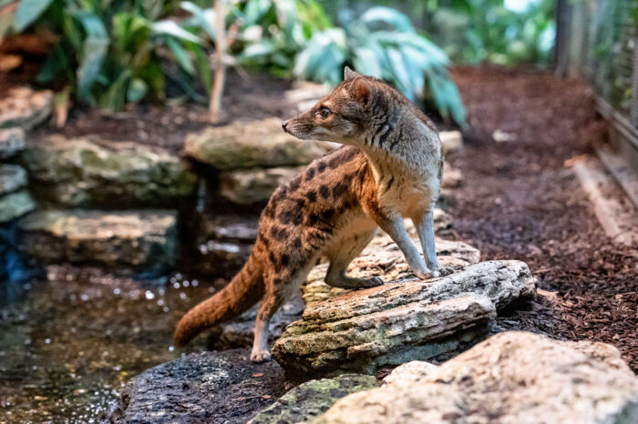 Wilhelma: Erstmals Madagassische Raubtiere in Stuttgart