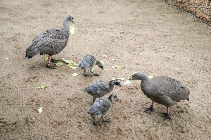 Fotogalerie: Flauschiger Nachwuchs in der Wilhelma