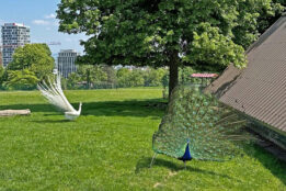 Die beiden Pfauenhähne dabei zu erwischen, wie sie gleichzeitig ein Rad schlagen, zählt als seltener Volltreffer für Gäste auf dem Killesberg. (Foto: Siri Gögelmann, Alle Rechte: LHS)