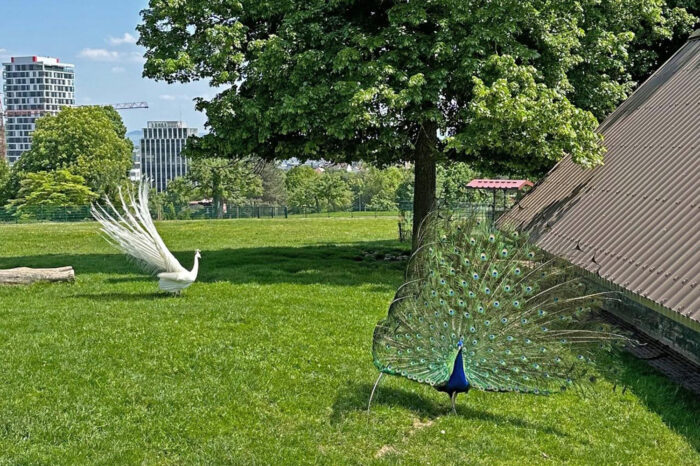 Pfauen feiern Comeback im Höhenpark Killesberg