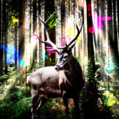 Schwarzwald Pop-Art Bunt (Foto: Jan Walter)