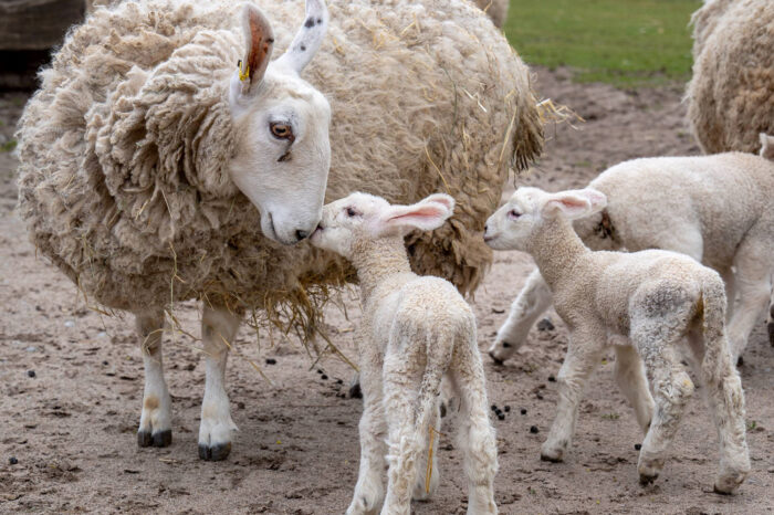 Nachwuchs in der Wilhelma: Kleine Lämmchen passend zur Osterzeit geboren