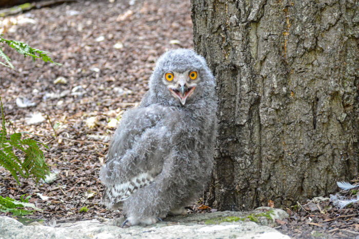 Fotogalerie: Küken geschlüpft - Schneeeulen werden zum Publikumsrenner in der Wilhelma