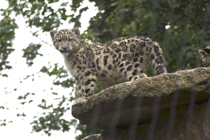 Fotogalerie: "Expedition Schneeleo" in der Wilhelma gestartet