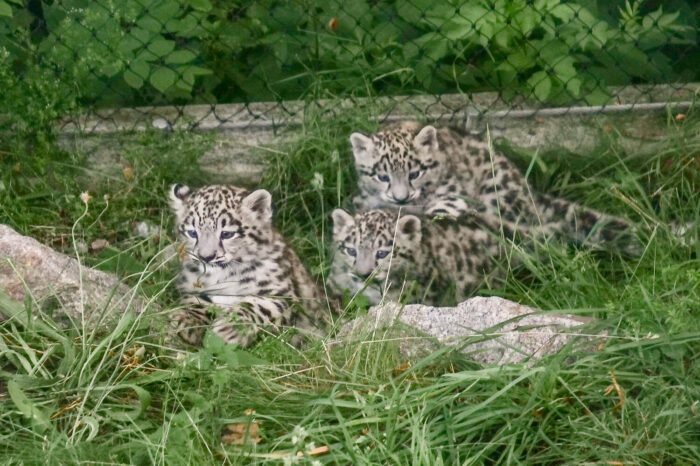 Fotogalerie: Wilhelma leistet wichtigen Beitrag zum Artenschutz der Schneeleoparden