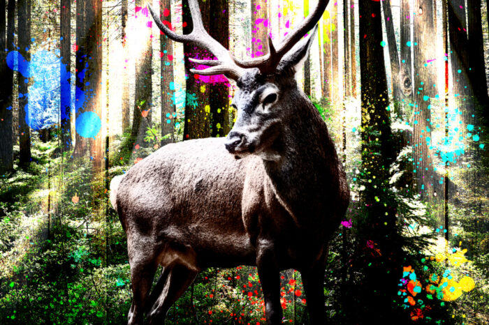 Schwarzwald Pop-Art: Neue Ausstellung startet in der Calwer Straße