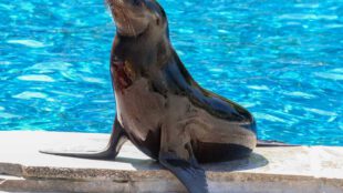 Die Kalifornische Seelöwin Nalu ist ein Neuzang der Wilhelma in Stuttgart. Mit einem Jahr weiß sie schon genau, wie der Hase läuft. (Foto: Wilhelma)