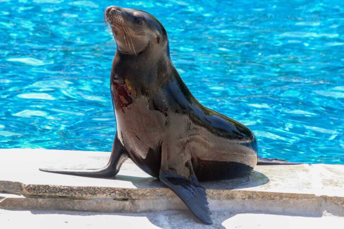 Die Kalifornische Seelöwin Nalu ist ein Neuzang der Wilhelma in Stuttgart. Mit einem Jahr weiß sie schon genau, wie der Hase läuft. (Foto: Wilhelma)