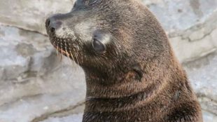 Das neue Seelöwen-Duo macht sich mit dem Außengehege vertraut. (Foto: Wilhelma)