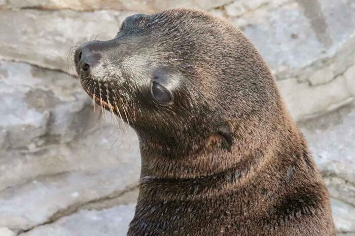 Das neue Seelöwen-Duo macht sich mit dem Außengehege vertraut. (Foto: Wilhelma)