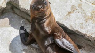 Der kleine Seelöwen-Bulle Hollo ist am 7. Juni 2021 als Sohn von Evi und Unesco in der Wilhelma in Stuttgart zur Welt gekommen. (Foto: Wilhelma)