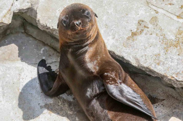 Zwei neue Robbenbabys mischen die Wilhelma auf