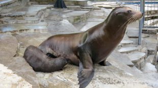 Der neugeborene Kalifornische Seelöwe Hollo trinkt bei seiner Mutter Evi. (Foto: Wilhelma)