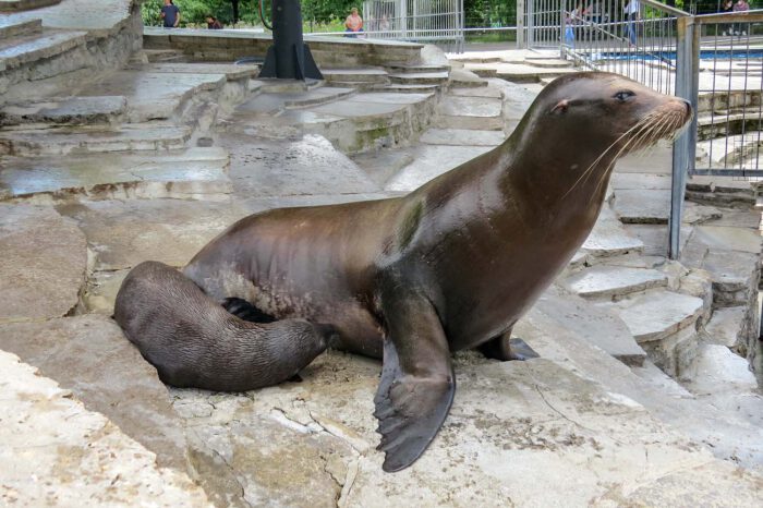 Der neugeborene Kalifornische Seelöwe Hollo trinkt bei seiner Mutter Evi. (Foto: Wilhelma)