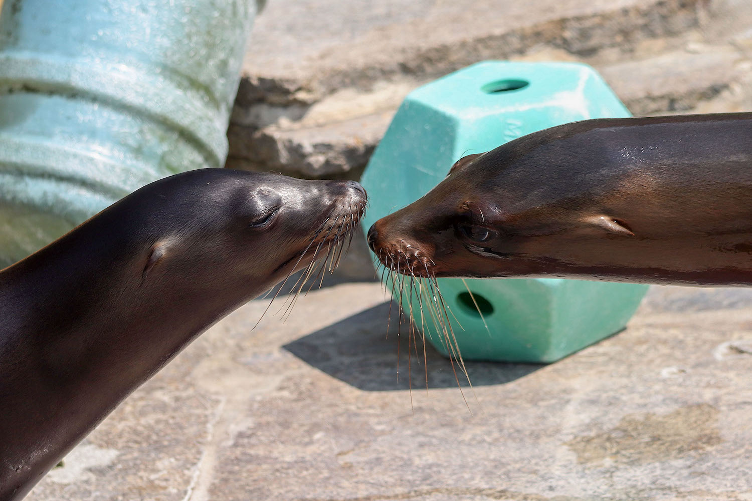 Bei den Seelöwen-Neulingen gibt es auch mal ein Küsschen. (Foto: Wilhelma)